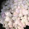 Endless Summer® Blushing Bride Bigleaf Hydrangea Shrub -Plant Sale Shop Endless Summer Blushing Bride FGT 600x600 0ebe554a 6f66 4976 a54a 228202945329