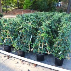 English Ivy Vine 9 English Ivy Vine -Plant Sale Shop English Ivy 5