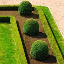 English Boxwood Shrub 13 English Boxwood Shrub -Plant Sale Shop English Boxwood 7