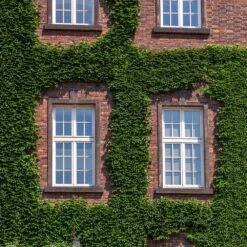 English Ivy Vine 8 English Ivy Vine -Plant Sale Shop English Ivy 2 FGT