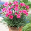 Scent First® Eternity Dianthus Plant -Plant Sale Shop Eternity Dianthus 600x600 9a3a8ce8 7f38 480f 88b0 75bdfac7e163
