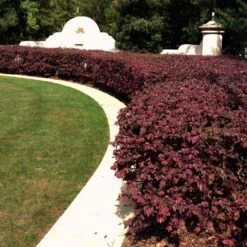 'Ever Red' Loropetalum 9 'Ever Red' Loropetalum -Plant Sale Shop Ever Red Lorepetalum 3