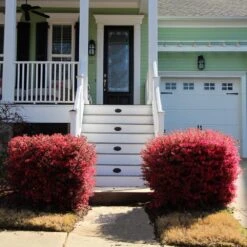 'Ever Red' Loropetalum 11 'Ever Red' Loropetalum -Plant Sale Shop Ever Red Lorepetalum 4
