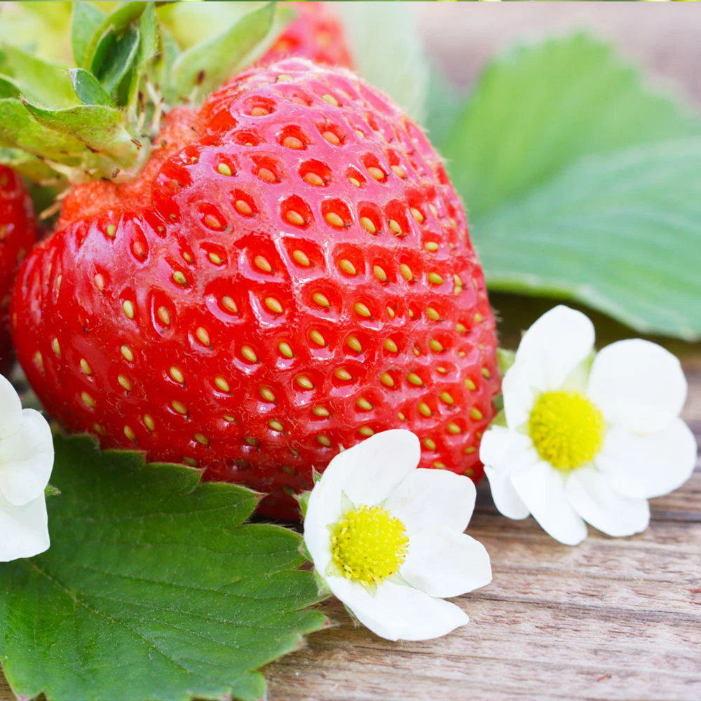 Everbearing Strawberry - USDA Organic 5 Everbearing Strawberry - USDA Organic - Image 3