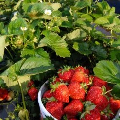 Everbearing Strawberry 13 Everbearing Strawberry -Plant Sale Shop Everbearing Strawberry 6 BB