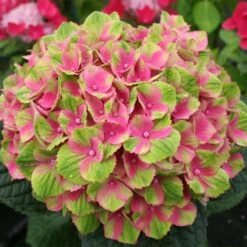 Everlasting® Amethyst Hydrangea Shrub -Plant Sale Shop Everlasting Amethyst Hydrangea 2