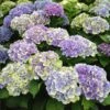 Everlasting® Amethyst Hydrangea Shrub 1 Everlasting® Amethyst Hydrangea Shrub -Plant Sale Shop Everlasting Amethyst Hydrangea 3