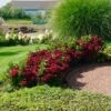 Everlasting® Crimson Ruby Hydrangea Shrub 2 Everlasting® Crimson Ruby Hydrangea Shrub -Plant Sale Shop Everlasting Crimson Ruby FGT 600x600 c96daa38 25e0 4479 82e2 43e6cd49daaf