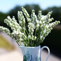 Front Page -Plant Sale Shop Exceptional Lavender 3