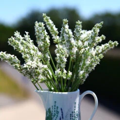 Front Page 27 Lavender Exceptionalâ„¢