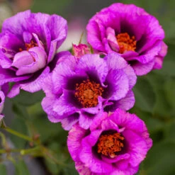 Eyeconic® Plum Lemonade Rose 9 Eyeconic® Plum Lemonade Rose -Plant Sale Shop Eyeconic Plum Lemonade Rose 2