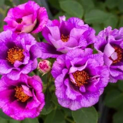 Eyeconic® Plum Lemonade Rose 7 Eyeconic® Plum Lemonade Rose -Plant Sale Shop Eyeconic Plum Lemonade Rose 3 FGT