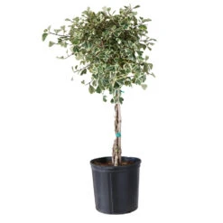 Variegated Ficus Triangularis Tree 9 Variegated Ficus Triangularis Tree -Plant Sale Shop FIC TRT 34 3 BRD