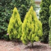 Forever Goldy™ Arborvitae Tree 1 Forever Goldy™ Arborvitae Tree -Plant Sale Shop FOrever GOldy 600x600 6bb4203a 1f83 46d7 bf71 502f5d9964f5