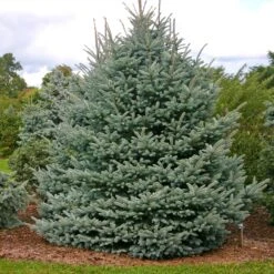 Fat Albert Colorado Blue Spruce 9 Fat Albert Colorado Blue Spruce -Plant Sale Shop Fat albert Blue Spruce 1