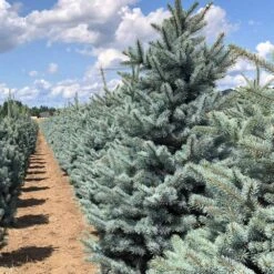 Fat Albert Colorado Blue Spruce 11 Fat Albert Colorado Blue Spruce -Plant Sale Shop Fat albert Blue Spruce 5