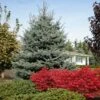 Fat Albert Colorado Blue Spruce 1 Fat Albert Colorado Blue Spruce -Plant Sale Shop Fat albert Blue Spruce FGT 600x600 2967f4b7 777d 4dcb 9133 7fce04685aca