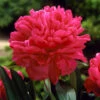 Felix Crousse Peony -Plant Sale Shop Felix Crousse Peony FGT 600x600 bc6525ef ac09 4cd7 8daa 65a114741091