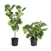 Monstera Deliciosa And Fiddle Leaf Fig Combo 1 Monstera Deliciosa And Fiddle Leaf Fig Combo -Plant Sale Shop Fiddle Swiss Combo 3GMon 3 4 Fig 600x600 1c3c9ad7 692d 418a b0f3 48f3822268e1