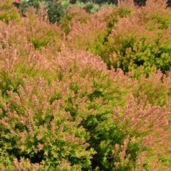 Fire Chief™ Thuja Shrub -Plant Sale Shop Fire Chief Arborvitae 4