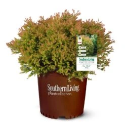 Fire Chief™ Thuja Shrub -Plant Sale Shop Fire Chief Arborvitae 5