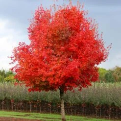 Flashfire® Maple Tree 9 Flashfire® Maple Tree -Plant Sale Shop Flashfire Maple 1