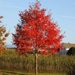 Flashfire® Maple Tree 10 Flashfire® Maple Tree -Plant Sale Shop Flashfire Maple 2