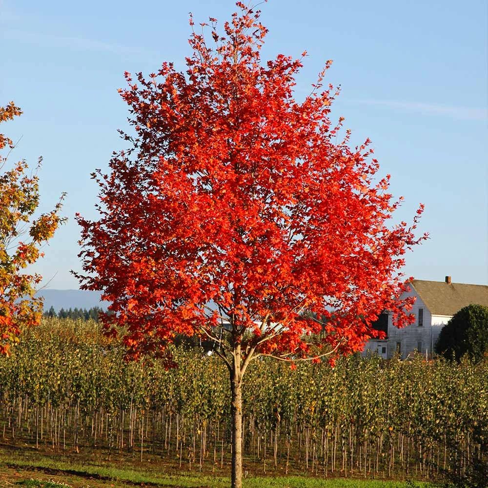 Flashfire® Maple Tree 6 Flashfire® Maple Tree - Image 4