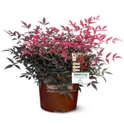 Flirt™ Nandina Shrub 12 Flirt™ Nandina Shrub -Plant Sale Shop Flirt Nandina 5