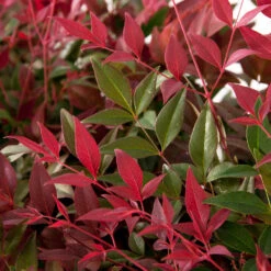 Flirt™ Nandina Shrub 10 Flirt™ Nandina Shrub -Plant Sale Shop Flirt Nandina FGT 6