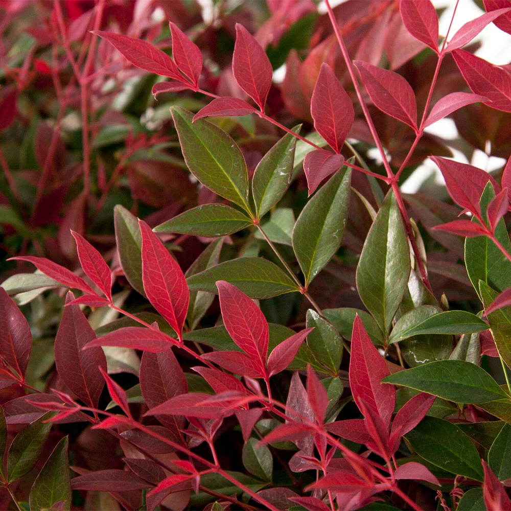 Flirt™ Nandina Shrub 5 Flirt™ Nandina Shrub - Image 3