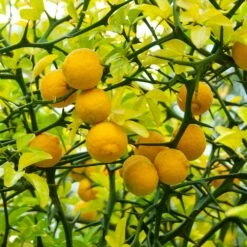 Hardy Orange Tree 'Flying Dragon' 13 Hardy Orange Tree 'Flying Dragon' -Plant Sale Shop Flying Dragon Trifoliate orange 1
