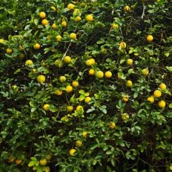 Hardy Orange Tree 'Flying Dragon' 17 Hardy Orange Tree 'Flying Dragon' -Plant Sale Shop Flying Dragon Trifoliate orange 2