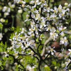 Hardy Orange Tree 'Flying Dragon' 18 Hardy Orange Tree 'Flying Dragon' -Plant Sale Shop Flying Dragon Trifoliate orange 3 FGT