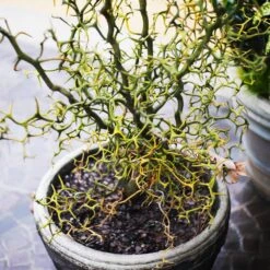 Hardy Orange Tree 'Flying Dragon' 15 Hardy Orange Tree 'Flying Dragon' -Plant Sale Shop Flying Dragon Trifoliate orange 7