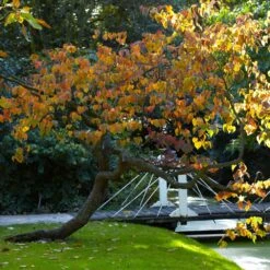 Forest Pansy Redbud 11 Forest Pansy Redbud -Plant Sale Shop Forest Pansy Redbud 2