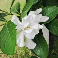 Four Seasons Gardenia Shrub -Plant Sale Shop FourSeasons Gardenia 2