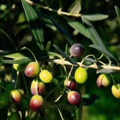 Frantoio Olive Tree 9 Frantoio Olive Tree -Plant Sale Shop Frantoio Olive 2 BB