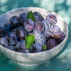 French Prune Tree 9 French Prune Tree -Plant Sale Shop French Prune Plum 3