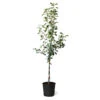 Fuji & Haralson Twisted Apple Tree -Plant Sale Shop Fuji Haralson Twisted Apple Tree 600x600 73b8c5c4 a870 4777 abbd 685802f1e817