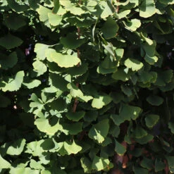 Goldspire™ Ginkgo Tree 11 Goldspire™ Ginkgo Tree -Plant Sale Shop GOldspire Ginkgo Tree 8