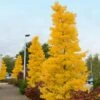 Goldspire™ Ginkgo Tree 2 Goldspire™ Ginkgo Tree -Plant Sale Shop GOldspire Ginkgo Tree FGT 600x600 7823bbd2 a0a0 4e3e 97ee 180c7afa68ba