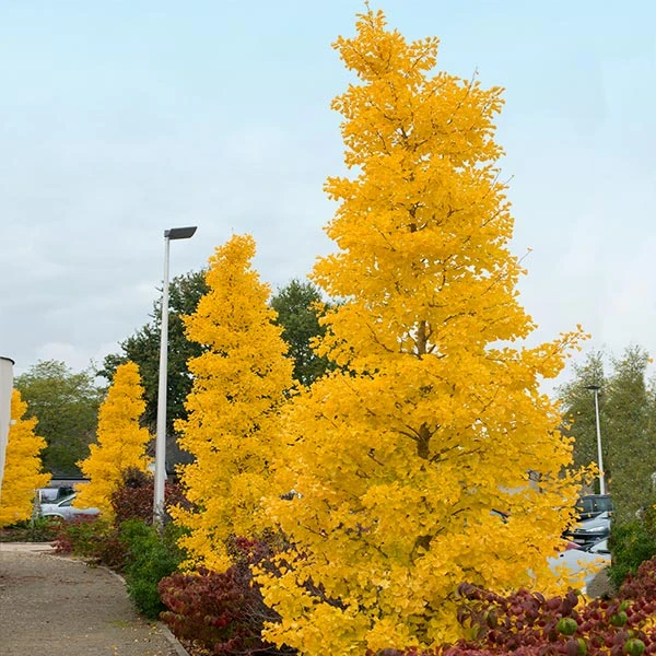 Goldspire™ Ginkgo Tree 3 Goldspire™ Ginkgo Tree
