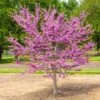 Garden Gems® Emerald Redbud Tree 2 Garden Gems® Emerald Redbud Tree -Plant Sale Shop Garden Gems Emerald FGT 600x600 d1ef7a36 461c 405e b528 c0ebf54f8deb