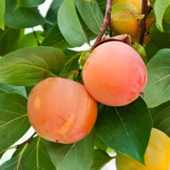 Giant Fuyu Persimmon Tree -Plant Sale Shop Giant Persimmon 1