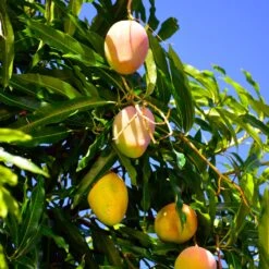 Salsa Kit 11 Salsa Kit -Plant Sale Shop Glenn Mango 6