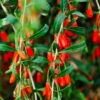 Goji Berry 1 Goji Berry -Plant Sale Shop Goji Berry FGT 600x600 09616a89 c739 4c98 a2f5 b475ff0711b2