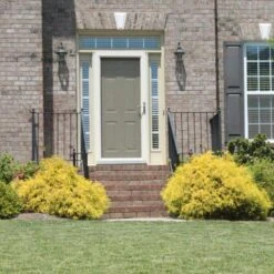 Gold Mop Cypress 9 Gold Mop Cypress -Plant Sale Shop Gold Mop Cypress 2 FGT