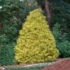 Gold Mop Cypress 2 Gold Mop Cypress -Plant Sale Shop Gold Mop Cypress FGT 600x600 7ae4290d b9f2 42d1 96a0 ea2d945d9e94