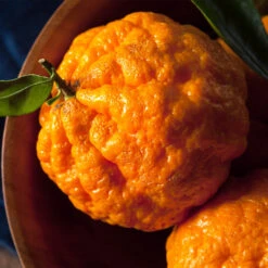 Gold Nugget Mandarin Tree 10 Gold Nugget Mandarin Tree -Plant Sale Shop Gold Nugget Manderine Tree 4 FGT